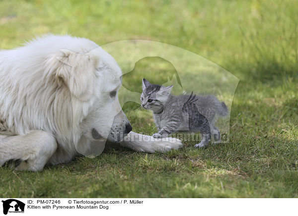 Kitten with Pyrenean Mountain Dog / PM-07246