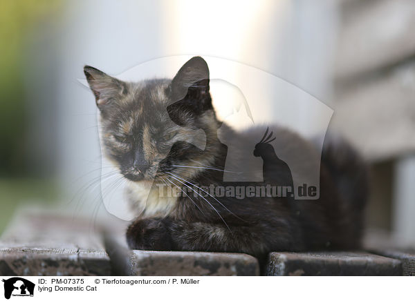 liegende Hauskatze / lying Domestic Cat / PM-07375
