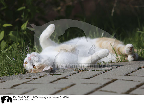 liegende Hauskatze / lying Domestic Cat / PM-07458