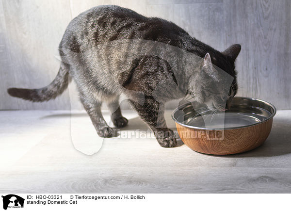 stehende Hauskatze / standing Domestic Cat / HBO-03321