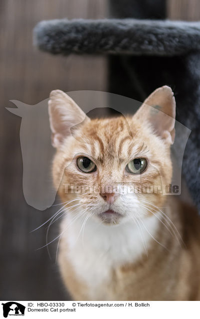 Domestic Cat portrait / HBO-03330