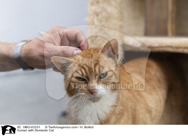 Mensch mit Hauskatze / human with Domestic Cat / HBO-03331
