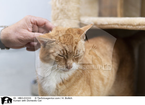 Mensch mit Hauskatze / human with Domestic Cat / HBO-03333