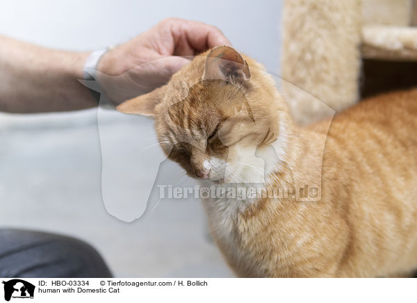 Mensch mit Hauskatze / human with Domestic Cat / HBO-03334