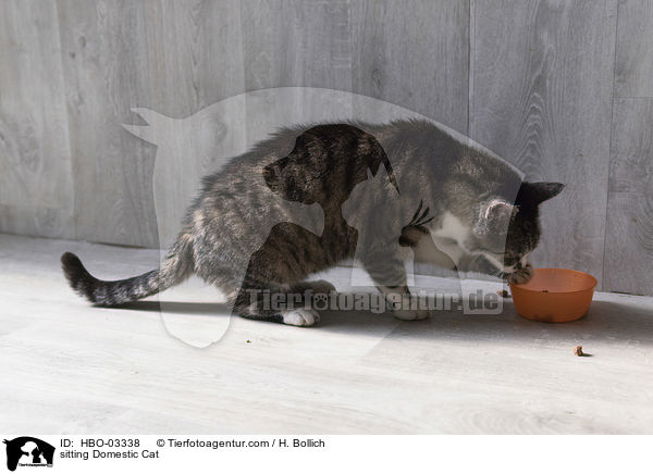 sitzende Hauskatze / sitting Domestic Cat / HBO-03338