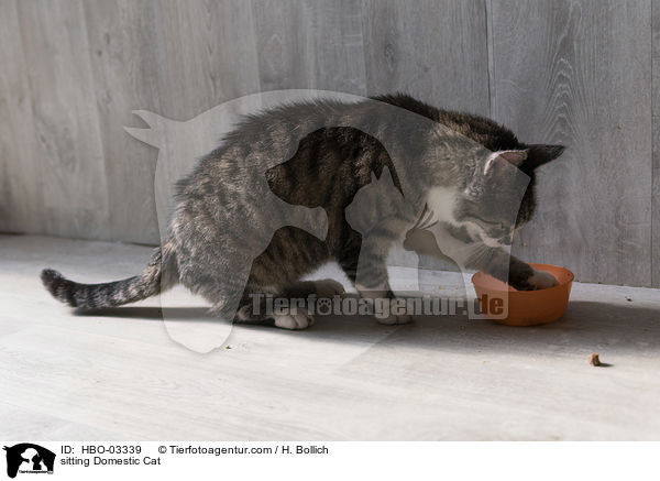 sitzende Hauskatze / sitting Domestic Cat / HBO-03339