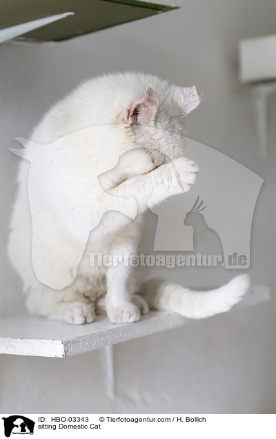 sitzende Hauskatze / sitting Domestic Cat / HBO-03343
