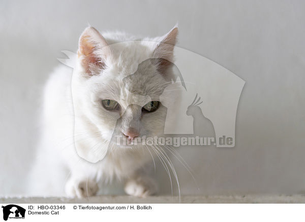 Hauskatze / Domestic Cat / HBO-03346