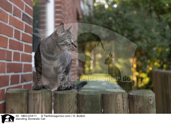 stehende Hauskatze / standing Domestic Cat / HBO-03411