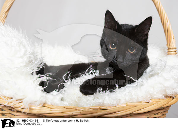 liegende Hauskatze / lying Domestic Cat / HBO-03434