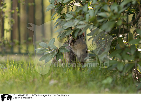 Katze auf einer Wiese / Cat on a meadow / AH-02330