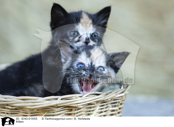 Ktzchen / Kitten / EHO-01655