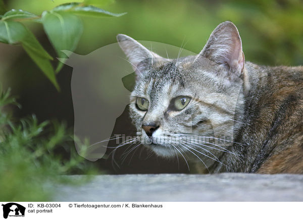 Katze Portrait / cat portrait / KB-03004
