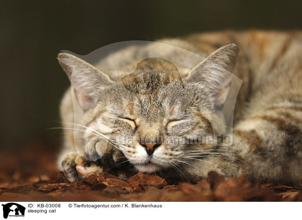 schlafende Katze / sleeping cat / KB-03008