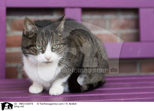 liegende Hauskatze / lying cat / HBO-03879