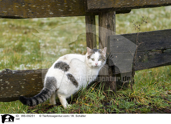 Katze / cat / WS-09251