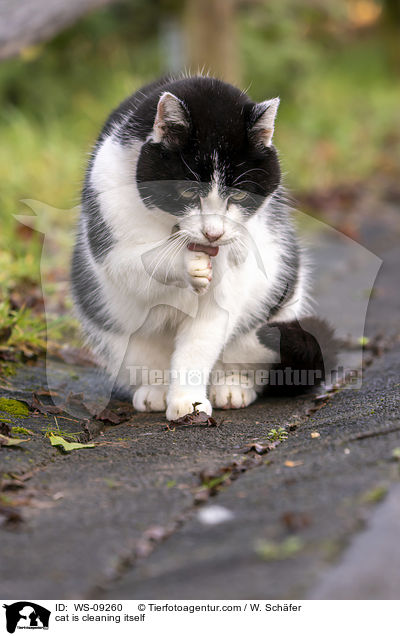 Katze putzt sich / cat is cleaning itself / WS-09260