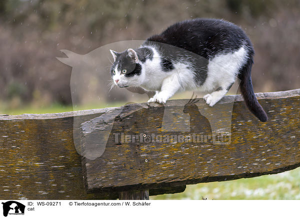 Katze / cat / WS-09271