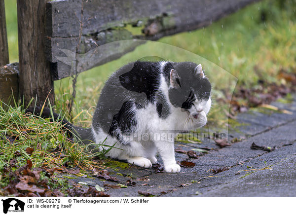 Katze putzt sich / cat is cleaning itself / WS-09279