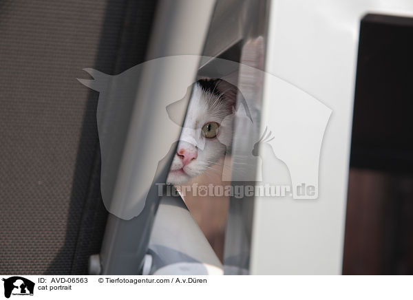 Katze Portrait / cat portrait / AVD-06563