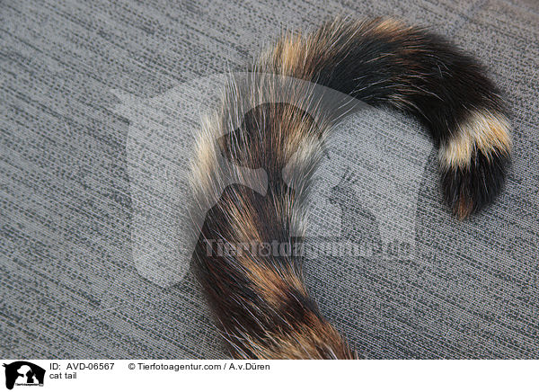 Katze Schwanz / cat tail / AVD-06567
