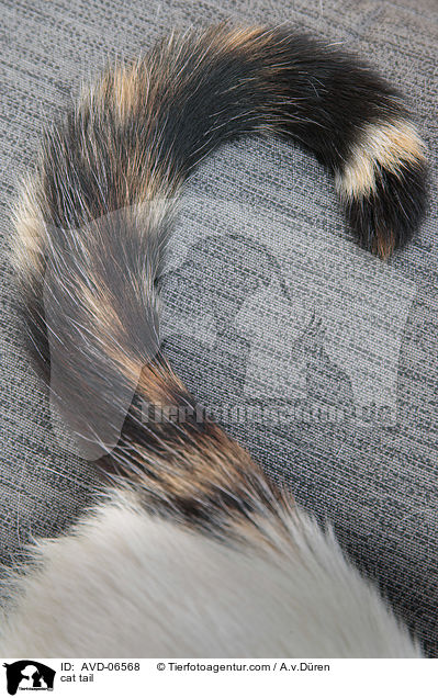 Katze Schwanz / cat tail / AVD-06568