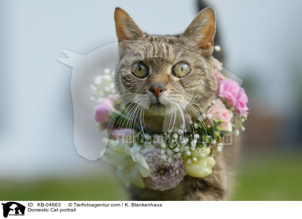 Hauskatze Portrait / Domestic Cat portrait / KB-04663