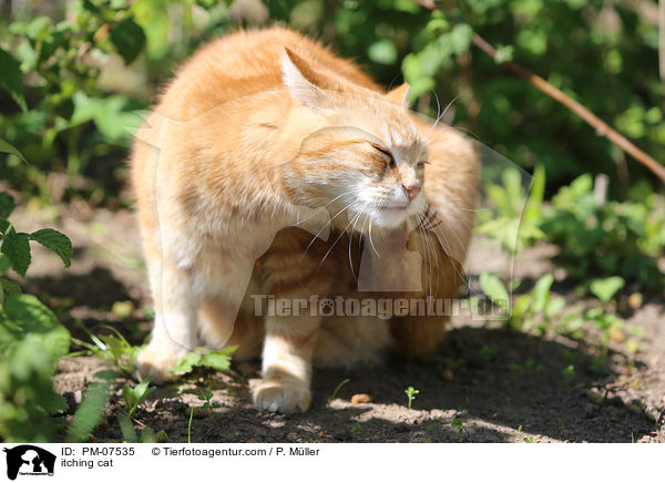 Katze kratzt sich / itching cat / PM-07535
