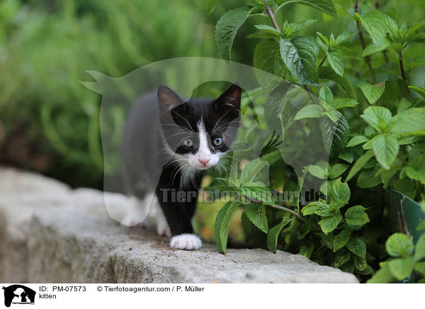 Ktzchen / kitten / PM-07573