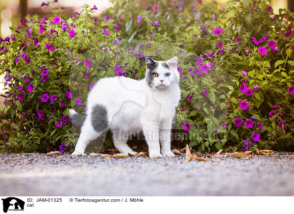 Katze / cat / JAM-01325
