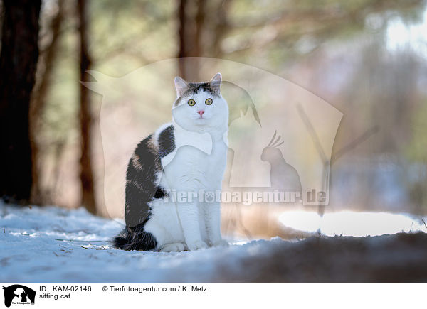sitzende Katze / sitting cat / KAM-02146