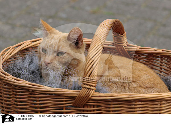 Hauskatze / domestic cat / HS-01097