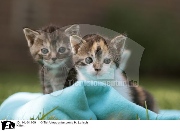 Ktzchen / Kitten / HL-01100