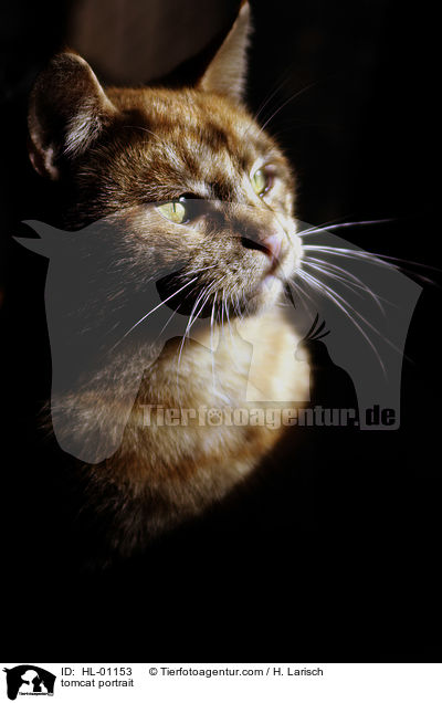 Kater Portrait / tomcat portrait / HL-01153