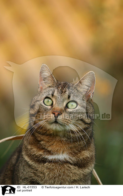 Hauskatze Portrait / cat portrait / HL-01553