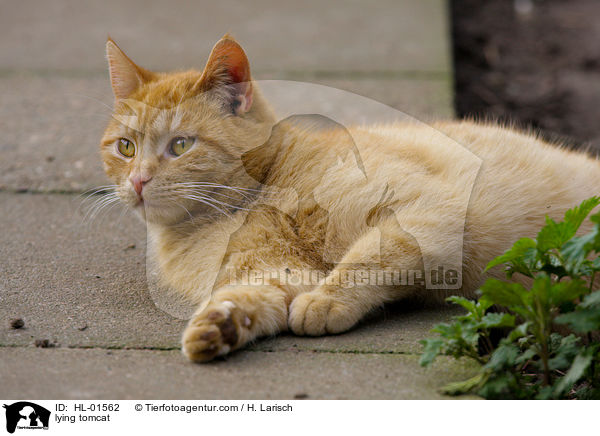 liegender Kater / lying tomcat / HL-01562