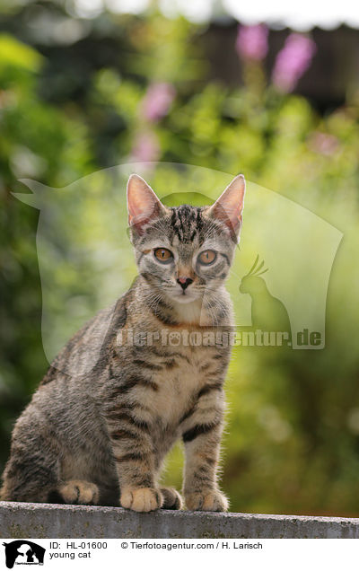 junge Hauskatze / young cat / HL-01600