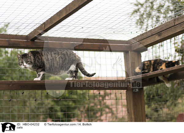 Katzen / cats / HBO-04232