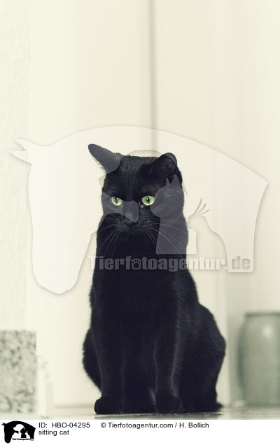 sitzende Katze / sitting cat / HBO-04295