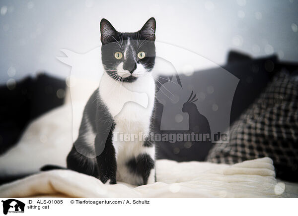 sitzende Katze / sitting cat / ALS-01085