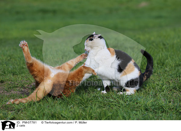 2 Katzen / 2 cats / PM-07781