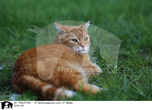 liegende Katze / lying cat / PM-07784