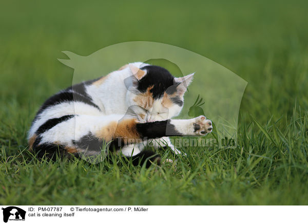 Katze putzt sich / cat is cleaning itself / PM-07787