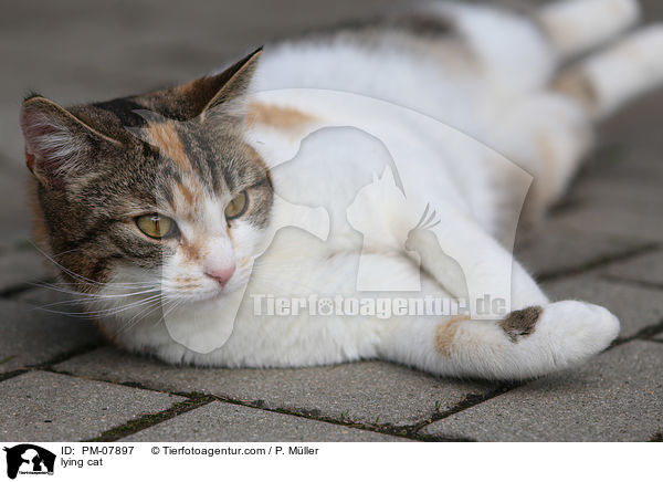 liegende Katze / lying cat / PM-07897