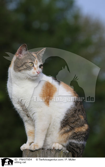 sitzende Katze / sitting cat / PM-07954