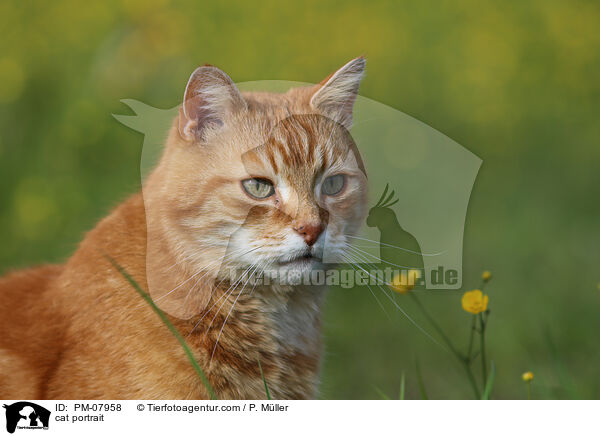 Katze Portrait / cat portrait / PM-07958