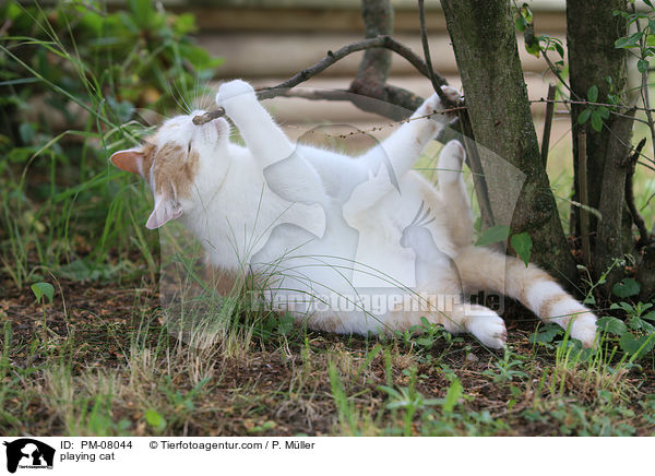 spielende Katze / playing cat / PM-08044