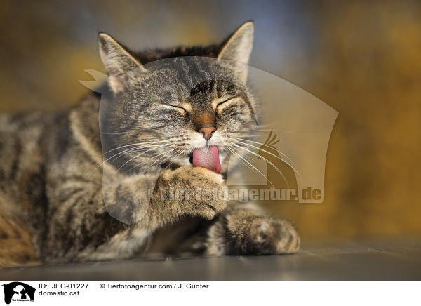 Hauskatze / domestic cat / JEG-01227