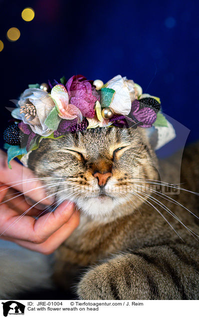 Cat with flower wreath on head / JRE-01004