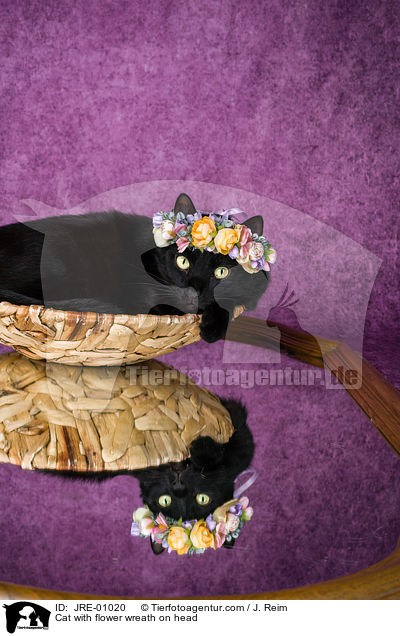 Katze mit Blumenkranz auf dem Kopf / Cat with flower wreath on head / JRE-01020